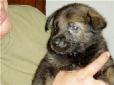 Puppies for Sale